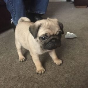 Adorable 16-Week-Old Pug Puppies Available for Adoption in Spain