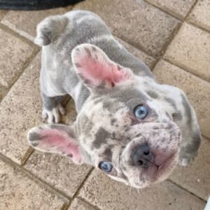 English Bulldog Puppies in spain for adoption