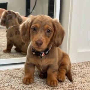 Dachshund Puppies for Adoption in spain