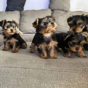 Yorkshire Terrier Puppies for adoption in spain