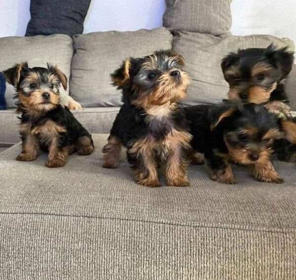 Yorkshire Terrier Puppies for adoption in spain