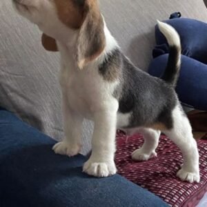 Beagle puppies available for adoption in Spain