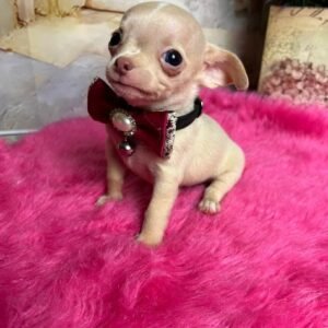 Chihuahua puppies for adoption in spain