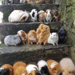 Guinea pigs for sale in spain