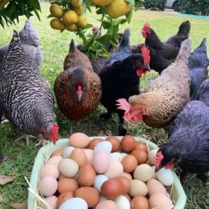 chickens and eggs for sale in spain