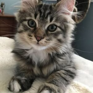 main coon ,Siamese, European Shorthair Mixed-breed (Moggie)Mixed-breed (Callejero)Spanish Blue,Catalan, British,Shorthair,Maine Coon, Persian, Bengal, Ragdoll, Russian Blue,Sphynx for adoption in Spain