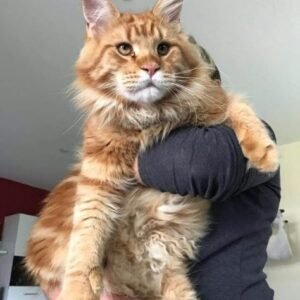 main coon ,Siamese, European Shorthair Mixed-breed (Moggie)Mixed-breed (Callejero)Spanish Blue,Catalan, British,Shorthair,Maine Coon, Persian, Bengal, Ragdoll, Russian Blue,Sphynx for adoption in Spain