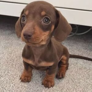 Dachshund Puppies for Adoption in spain