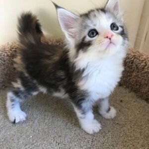 cats and kittens for adoption in Spain{domestic short hair, Siamese, Bengal, british short hair,abyssinian, persian,main coon, ragdoll, norwegian forest cat,phynx peterbald,domestic longhair}