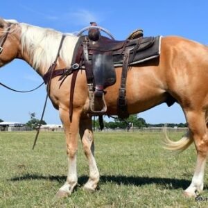 Horses for sale in spain