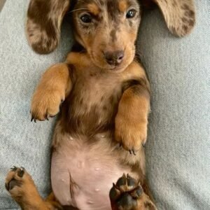 Dachshund Puppies for Adoption  for adoption in spain