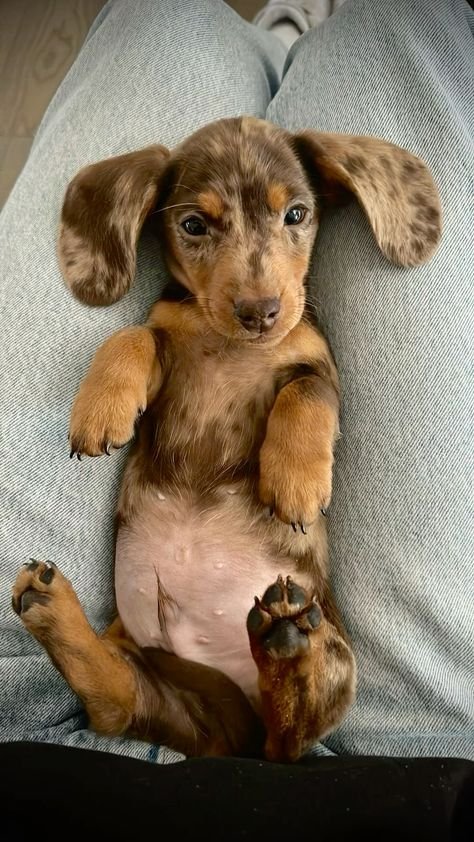 Dachshund Puppies for Adoption for adoption in spain