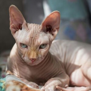 cats and kittens for adoption in Spain{domestic short hair, Siamese, Bengal, british short hair,abyssinian, persian,main coon, ragdoll, norwegian forest cat,phynx peterbald,domestic longhair}