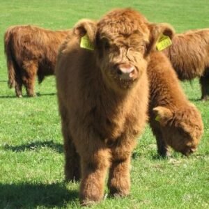 Miniature highland cattle for sale in spain