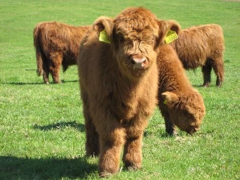 miniature highland cattle for sale in spain