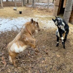 goats and nigerian dwarf goats for sale in spain