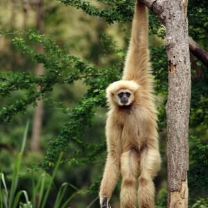 Monkeys for sale in spain