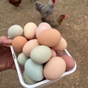 chickens and eggs for sale in spain