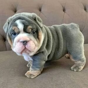 English Bulldog Puppies in spain for adoption