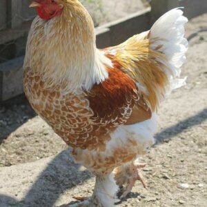 Andaluza Azul (Blue Andalusian)  Cara Blanca (White-Faced Black Spanish) ,Castellana Negra, Combatiente Español , Empordanesa , Euskal Oiloa,Extremeña Azul Galiña de Mos Gallina del Prat (Catalana) Gallina del Sobrarbe , Gallina Ibicenca, Indio de León , Mallorquina ,Menorquina (Minorca) , Murciana, Pardo de León,Pedresa, Penedesenca , Pintarazada, Pita Pinta, Pitiüsa,Utrerana,Valenciana de Chulilla, chickens for sale in Spain