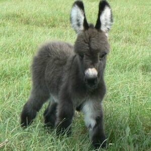 Donkeys for sale in spain