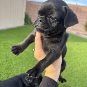 Adorable 16-Week-Old Pug Puppies Available for Adoption in Spain