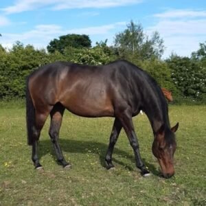 Horses for sale in spain