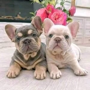 French bulldog puppies for adoption in spain