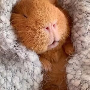 Guinea pigs for sale in spain