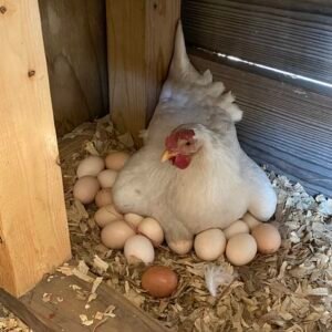 chickens and eggs for sale in spain