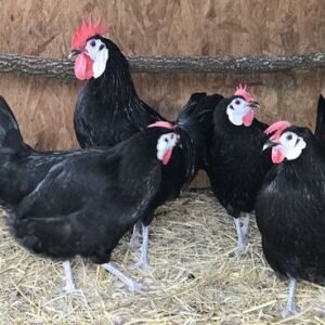 Andaluza Azul (Blue Andalusian)  Cara Blanca (White-Faced Black Spanish) ,Castellana Negra, Combatiente Español , Empordanesa , Euskal Oiloa,Extremeña Azul Galiña de Mos Gallina del Prat (Catalana) Gallina del Sobrarbe , Gallina Ibicenca, Indio de León , Mallorquina ,Menorquina (Minorca) , Murciana, Pardo de León,Pedresa, Penedesenca , Pintarazada, Pita Pinta, Pitiüsa,Utrerana,Valenciana de Chulilla, chickens for sale in Spain