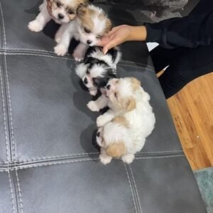 Shih Tzu Puppies Available for Adoption in Spain