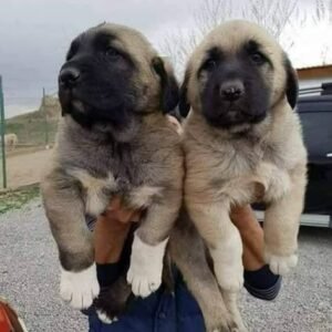 Spanish Mastiff Puppies available for adoption in Spain