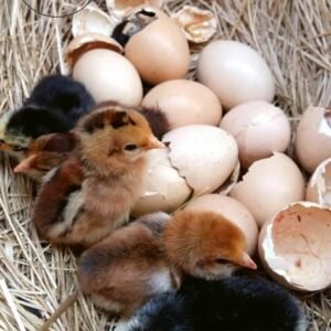 Andaluza Azul (Blue Andalusian)  Cara Blanca (White-Faced Black Spanish) ,Castellana Negra, Combatiente Español , Empordanesa , Euskal Oiloa,Extremeña Azul Galiña de Mos Gallina del Prat (Catalana) Gallina del Sobrarbe , Gallina Ibicenca, Indio de León , Mallorquina ,Menorquina (Minorca) , Murciana, Pardo de León,Pedresa, Penedesenca , Pintarazada, Pita Pinta, Pitiüsa,Utrerana,Valenciana de Chulilla, chickens for sale in Spain