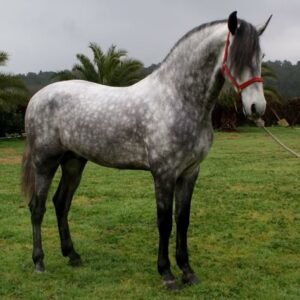 Andalusian (Pura Raza Española)Asturcón, Galician Pony (Caballo de Pura Raza Gallega) Hispano-Bretón,Lusitano For sale in Spain