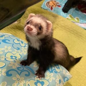 Ferrets for sale in spain