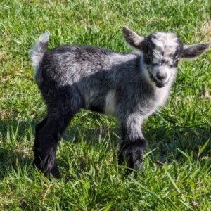 goats and nigerian dwarf goats for sale in spain