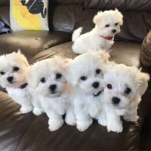 Maltese puppies ready for adoption in Spain