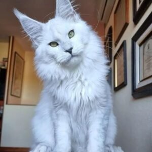 main coon ,Siamese, European Shorthair Mixed-breed (Moggie)Mixed-breed (Callejero)Spanish Blue,Catalan, British,Shorthair,Maine Coon, Persian, Bengal, Ragdoll, Russian Blue,Sphynx for adoption in Spain