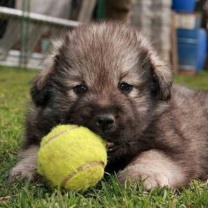 Catalan Sheepdog Puppies for adoption in spain