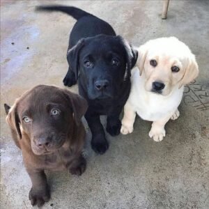 Labrador Retriever Puppies puppies for adoption in spain