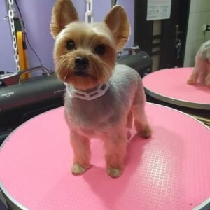 Yorkshire Terrier Puppies for adoption in spain