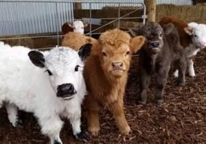 Miniature highland cattle for sale in spain