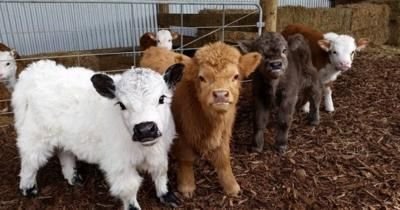 miniature highland cattle for sale in spain