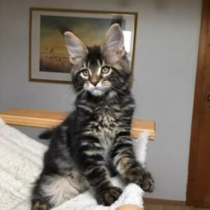 main coon ,Siamese, European Shorthair Mixed-breed (Moggie)Mixed-breed (Callejero)Spanish Blue,Catalan, British,Shorthair,Maine Coon, Persian, Bengal, Ragdoll, Russian Blue,Sphynx for adoption in Spain