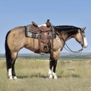 Horses for sale in spain