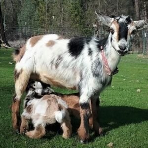 goats and nigerian dwarf goats for sale in spain