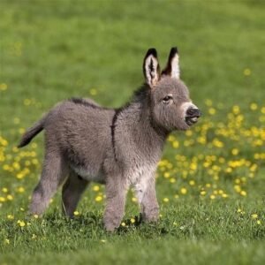 Donkeys for sale in spain