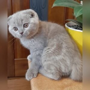 cats and kittens for adoption in Spain{domestic short hair, Siamese, Bengal, british short hair,abyssinian, persian,main coon, ragdoll, norwegian forest cat,phynx peterbald,domestic longhair}