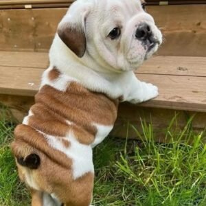 English Bulldog Puppies in spain for adoption